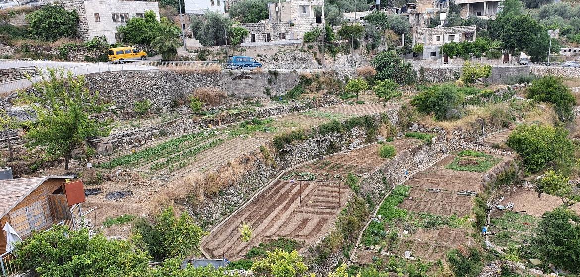 View of the antique terraces of Battir. Photo: Author of this article
