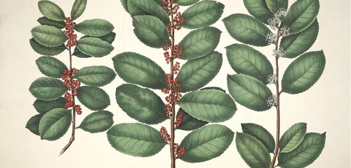 Das Blatt des Mate-Tees, aus dessen Aufguss das traditionelle Getränk zubereitet wird. Foto: Wikimedia Commons