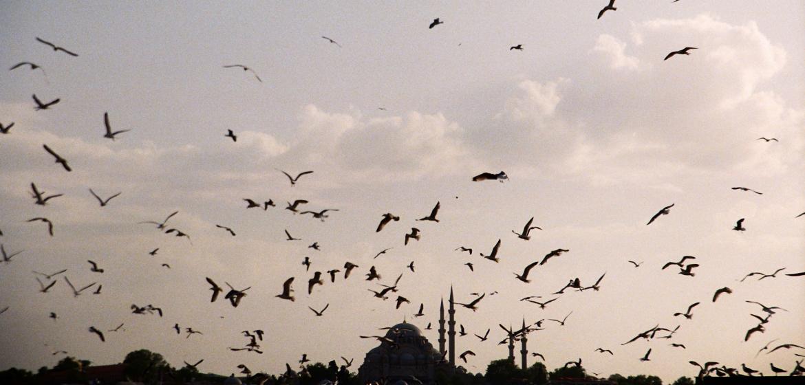 The many seagulls of Istanbul, with the Golden Horn in the Background. Photo: Barış Pekçağlıyan