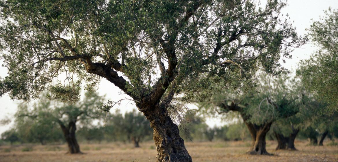  Die Olivenplantagen zählen zu den wichtigsten landwirtschaftlichen Anbauprodukten in Tunesien. Für die Ernte werden oftmals Landarbeiterinnen eingesetzt. Foto: istock/urf