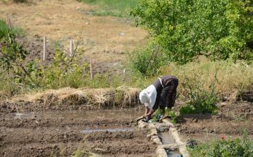 Eine Frau bestellt ihr Feld im Tal Battirs. Foto: Tobias Pietsch