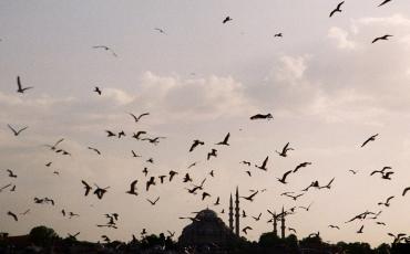 Die vielen Möwen Istanbuls, im Hintergrund das Goldene Horn. Foto: Barış Pekçağlıyan