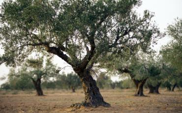  Die Olivenplantagen zählen zu den wichtigsten landwirtschaftlichen Anbauprodukten in Tunesien. Für die Ernte werden oftmals Landarbeiterinnen eingesetzt. Foto: istock/urf