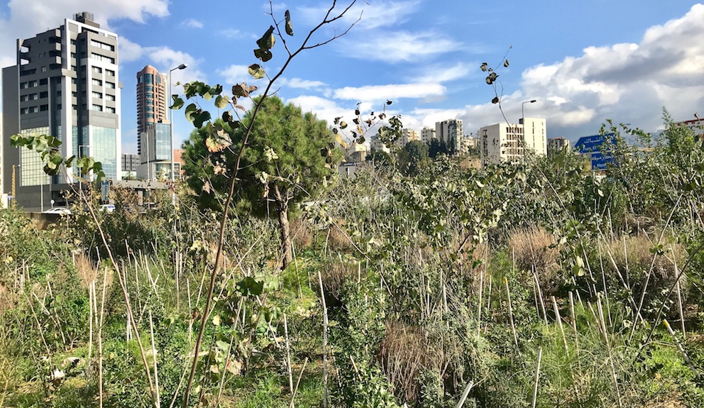 Der urbane Wald besteht aus 17 Baumarten und wächst im Osten Beiruts. Bild: Bruna Rohling, Beirut, Dezember 2021