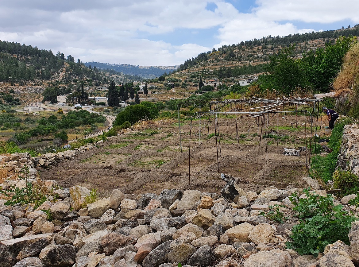 Eines der Felder in den Terrassen von Battir. Foto: Autor des Artikels