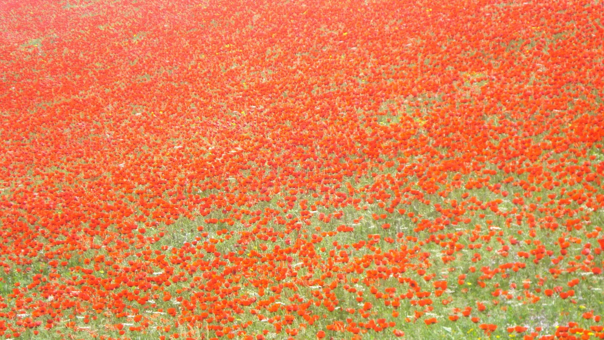 Red Tulips in Mazar-e-Sharif. Photo: Naikbeen Naikpay CC BY-NC-SA 2.0